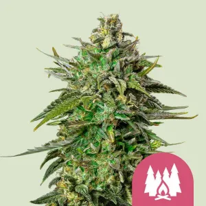 Royal Queen Seeds - Larry OG